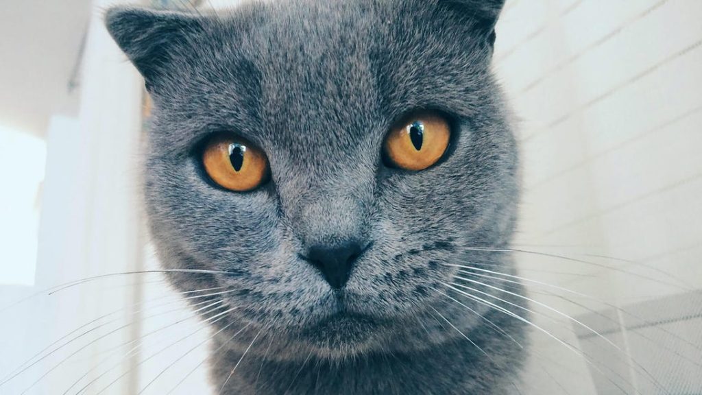 google photos adds ai powered meme creation with 'me meme'